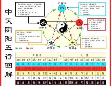 五臟對應五行|搞懂中醫五行陰陽論！一張表看懂五行與五臟的關係